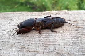 Attēlu rezultāti vaicājumam “Gryllotalpa gryllotalpa”