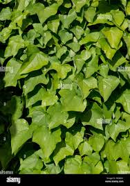 Attēlu rezultāti vaicājumam “Menispermum dauricum leaf”