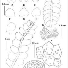 Attēlu rezultāti vaicājumam “Harpanthus scutatus”