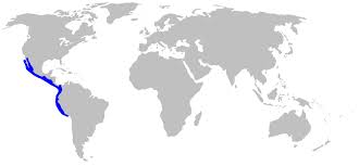 Image result for Nasolamia velox