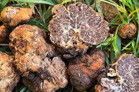 Attēlu rezultāti vaicājumam “Anomoporia bombycina”