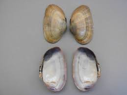 Attēlu rezultāti vaicājumam “Badhamiopsis ainoae sessile”