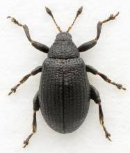 Attēlu rezultāti vaicājumam “Rhynchaenus lonicerae”