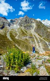 Attēlu rezultāti vaicājumam “Saussurea esthonica”