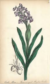 Attēlu rezultāti vaicājumam “Orchis morio”