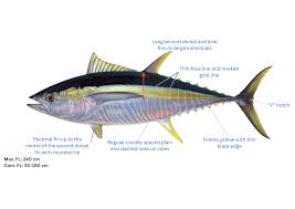 Image result for Thunnus albacares