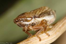 Attēlu rezultāti vaicājumam “Neophilaenus lineatus”