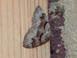 Attēlu rezultāti vaicājumam “Xanthorhoe designata”