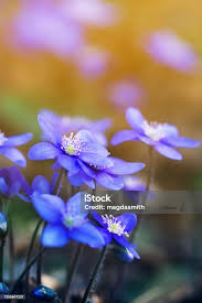 Attēlu rezultāti vaicājumam “Hepatica nobilis flower”