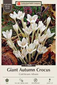 Attēlu rezultāti vaicājumam “Colchicum autumnale”