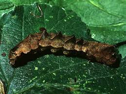 Attēlu rezultāti vaicājumam “Thyatira batis larva”