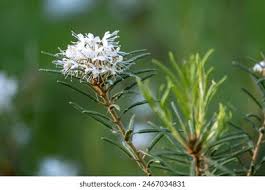 Attēlu rezultāti vaicājumam “Ledum palustre flower”