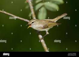 Attēlu rezultāti vaicājumam “Phylloscopus trochiloides”