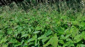 Attēlu rezultāti vaicājumam “Circaea lutetiana bud”