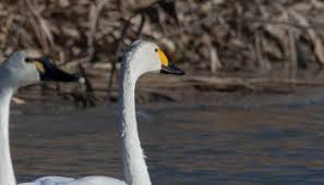 Attēlu rezultāti vaicājumam “Cygnus columbianus adult”