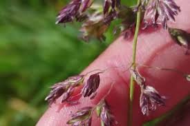 Attēlu rezultāti vaicājumam “Poa humilis”