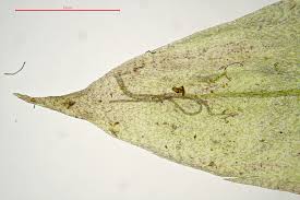Attēlu rezultāti vaicājumam “Sciuro-hypnum curtum sporophyte”