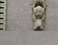 Attēlu rezultāti vaicājumam “Epinotia bilunana”