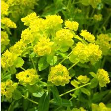 Attēlu rezultāti vaicājumam “Euphorbia palustris”