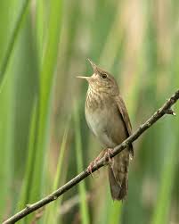 Image result for Locustella fluviatilis