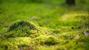 Attēlu rezultāti vaicājumam “moss”