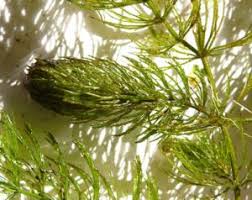 Image result for Seekanne