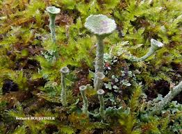 Attēlu rezultāti vaicājumam “Cladonia fimbriata”