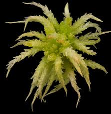 Attēlu rezultāti vaicājumam “Sphagnum teres”