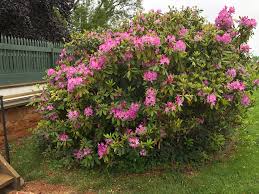 Attēlu rezultāti vaicājumam “Rhododendron catawbiense”
