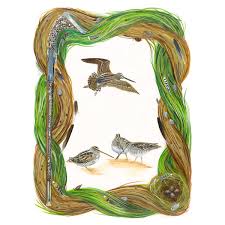 Attēlu rezultāti vaicājumam “Gallinago gallinago nest”