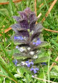 Attēlu rezultāti vaicājumam “Ajuga pyramidalis”