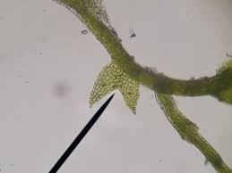 Attēlu rezultāti vaicājumam “Cephaloziella hampeana”