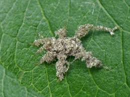 Attēlu rezultāti vaicājumam “Reduvius personatus”