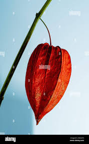 Image result for Lampionblume