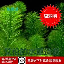 「綠羽毛」的圖片搜尋結果