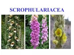 Attēlu rezultāti vaicājumam “Scrophulariaceae”
