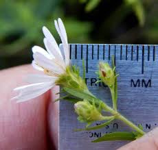 Attēlu rezultāti vaicājumam “Symphyotrichum x salignum”