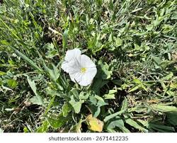 Attēlu rezultāti vaicājumam “Convolvulus arvensis flower”