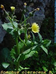 Attēlu rezultāti vaicājumam “Sonchus oleraceus”