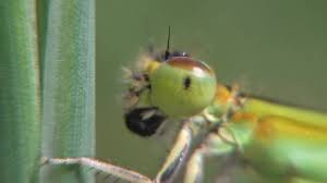 Attēlu rezultāti vaicājumam “Ischnura pumilio”