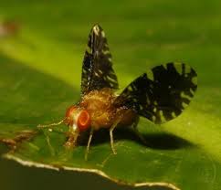 Attēlu rezultāti vaicājumam “Tephritidae”