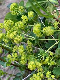 Attēlu rezultāti vaicājumam “Alchemilla vulgaris aggr. flower”