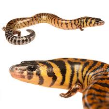 Attēlu rezultāti vaicājumam “Lycogala exiguum aggr. young”