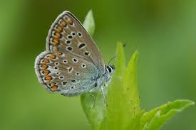 Attēlu rezultāti vaicājumam “Polyommatus icarus male”