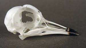 Attēlu rezultāti vaicājumam “Pluvialis apricaria”