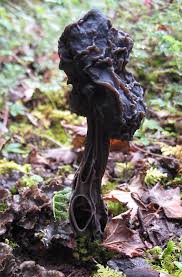 Attēlu rezultāti vaicājumam “Helvella”