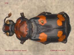 Attēlu rezultāti vaicājumam “Nicrophorus investigator imago”