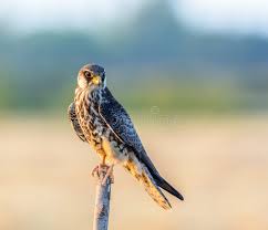 Image result for Falco amurensis