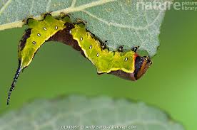 Attēlu rezultāti vaicājumam “Cerura vinula larva”