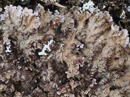 Attēlu rezultāti vaicājumam “Physconia detersa”